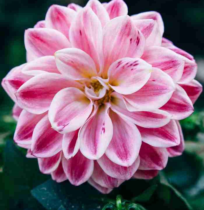 Josna Khatun (josna) Farcaster social identity (Fname handle) PFP