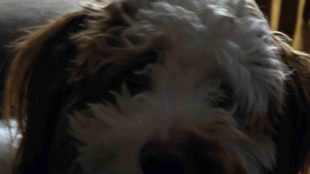 David Bovee (copperbear.lens) Lens social identity (.lens handle) PFP