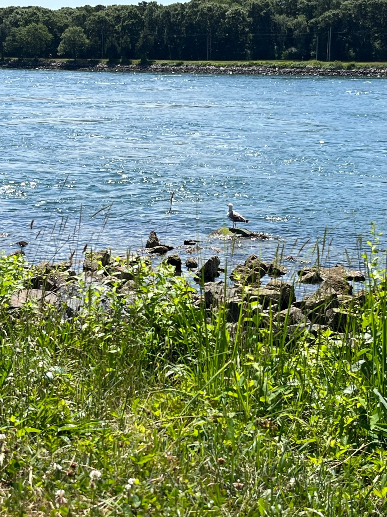 Embed from @nounishprof