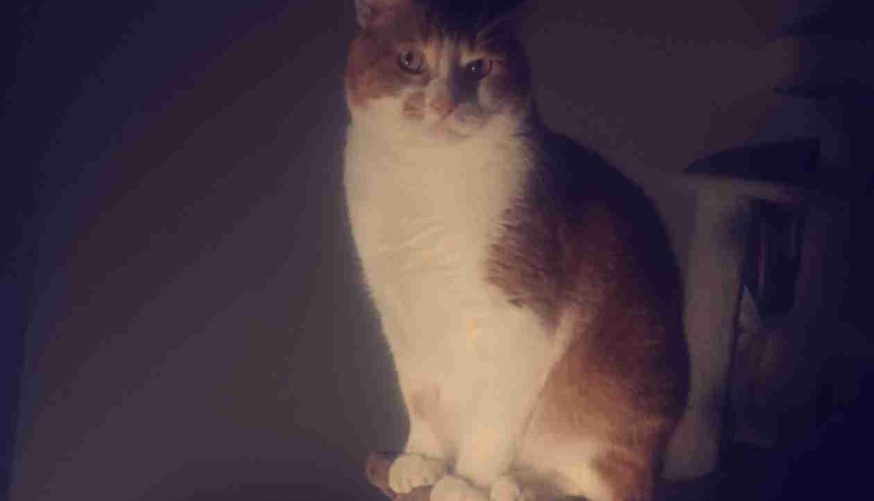 Volcano (volcanoe) Farcaster social identity (Fname handle) PFP