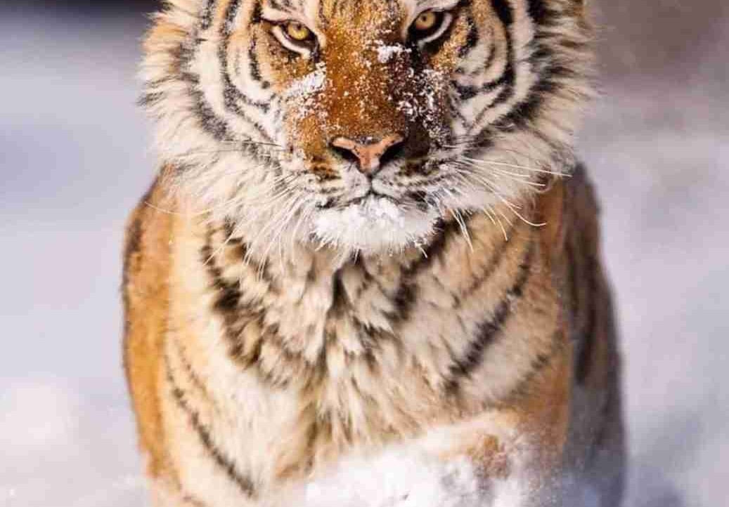 Tigerx738 base.eth (tigerx) Farcaster social identity (Fname handle) PFP