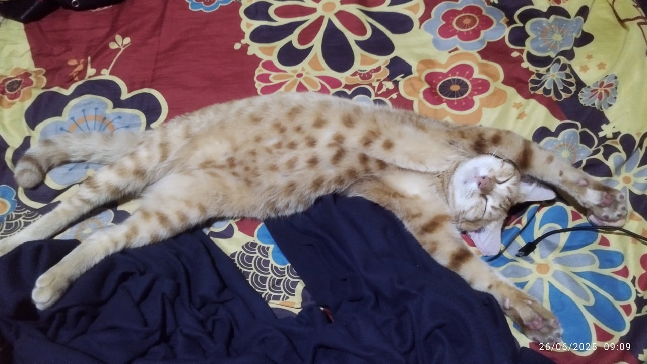 bet8888.lens Lens social identity (.lens handle) PFP