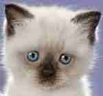 DiagonalposoCakerypt's Farcaster avatar