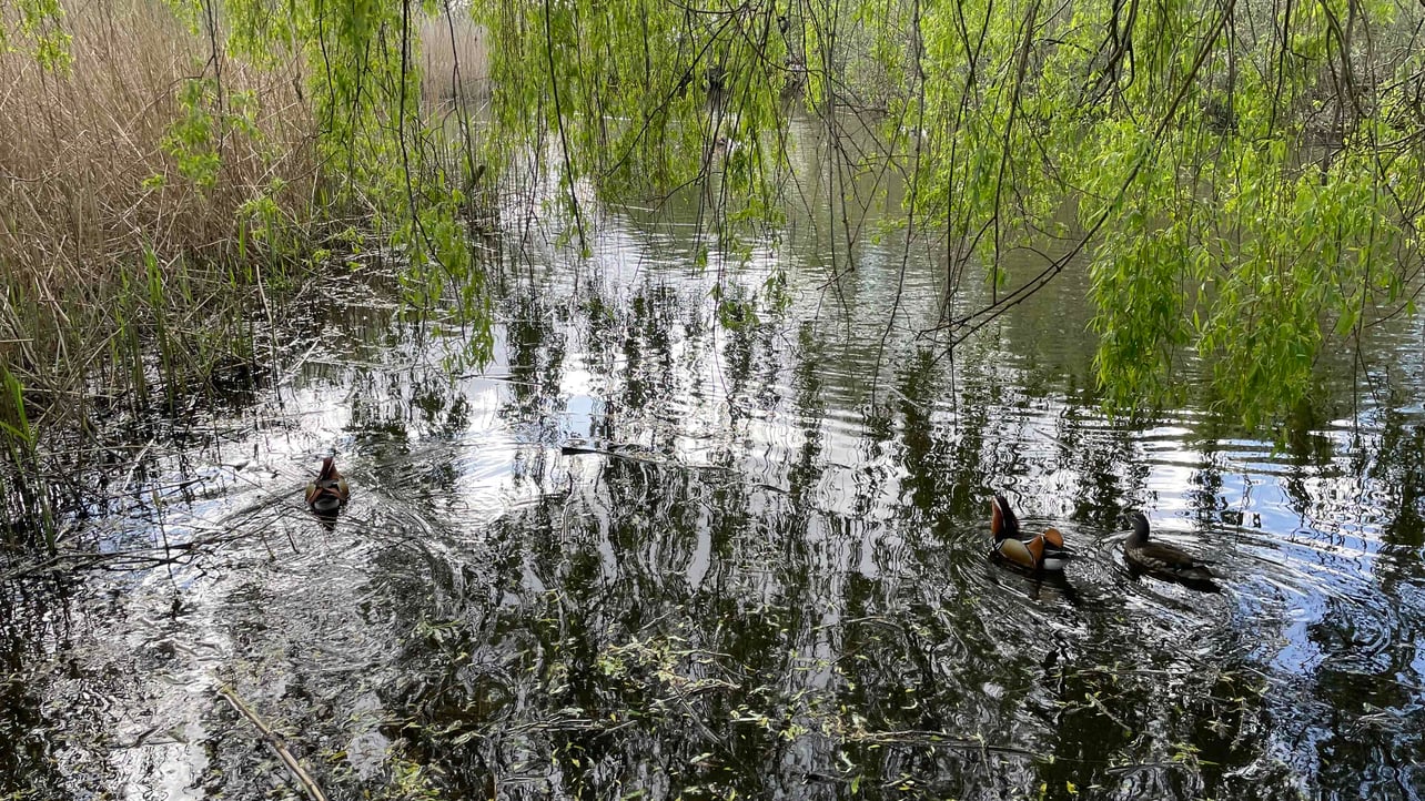 Ervin Metin (ervin17) Farcaster social identity (Fname handle) PFP