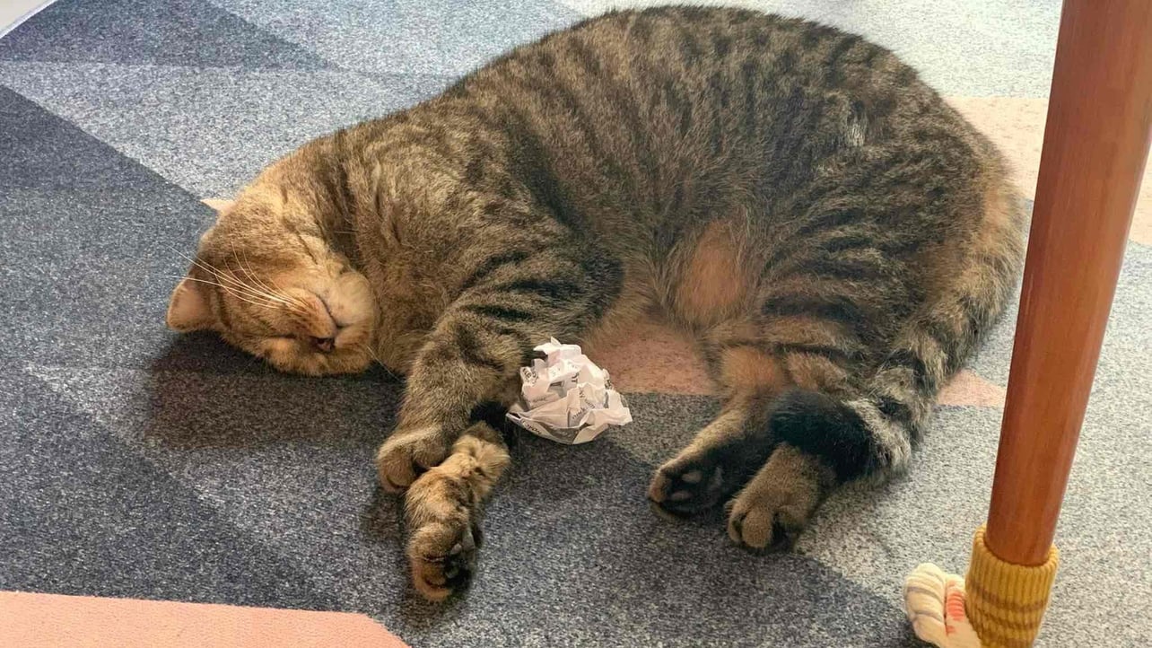 MewmewNft (mewmewnft) Farcaster social identity (Fname handle) PFP