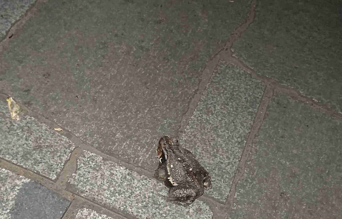 yoshinori113.lens Lens social identity (.lens handle) PFP