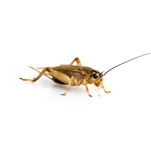 axyet pfp