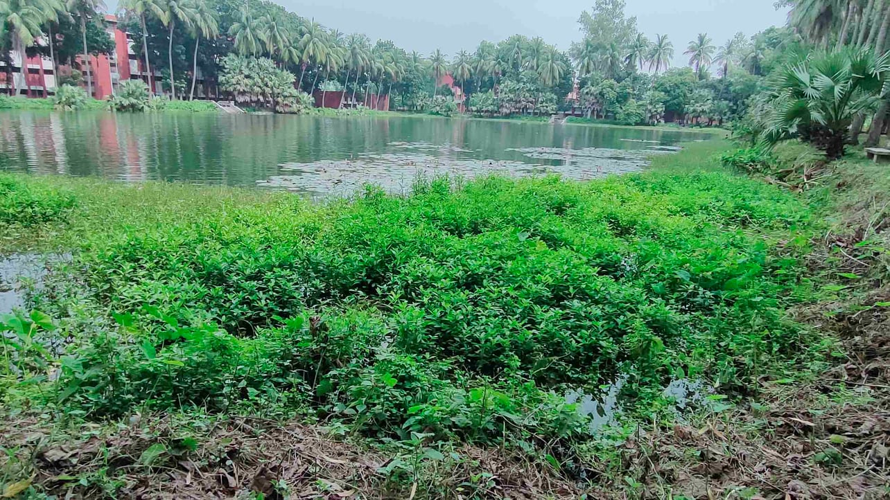 masum2255 (masum2255.lens) Lens social identity (.lens handle) PFP