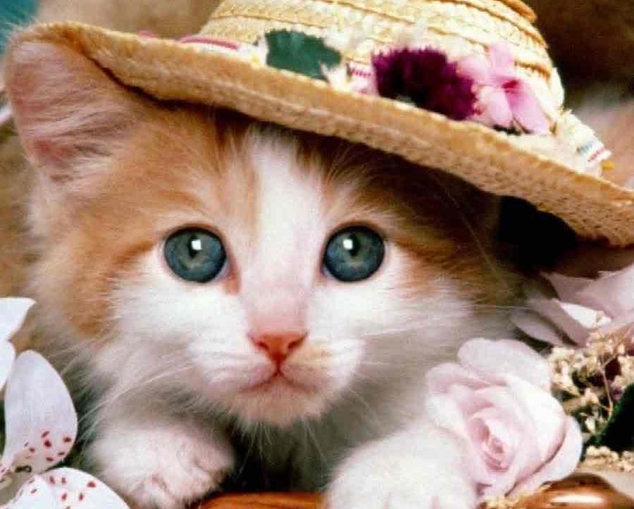 xyzc4t Farcaster social identity (Fname handle) PFP