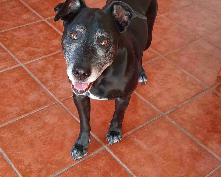 cryptoliving.lens Lens social identity (.lens handle) PFP