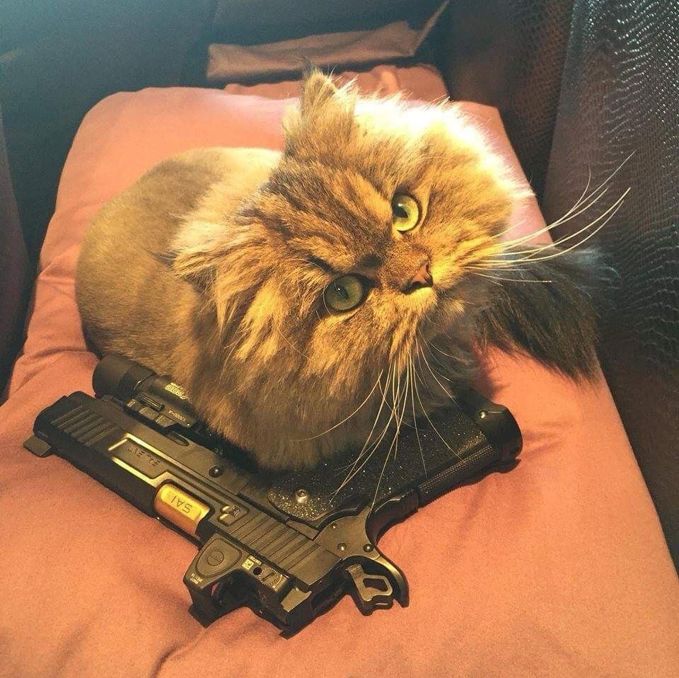 DJACK (djack.lens) Lens social identity (.lens handle) PFP