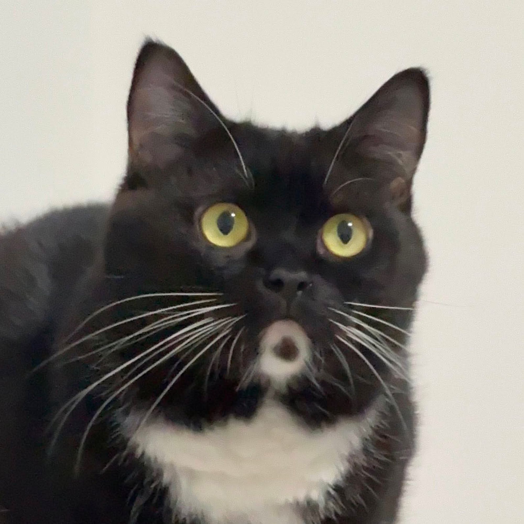 CATBLACK