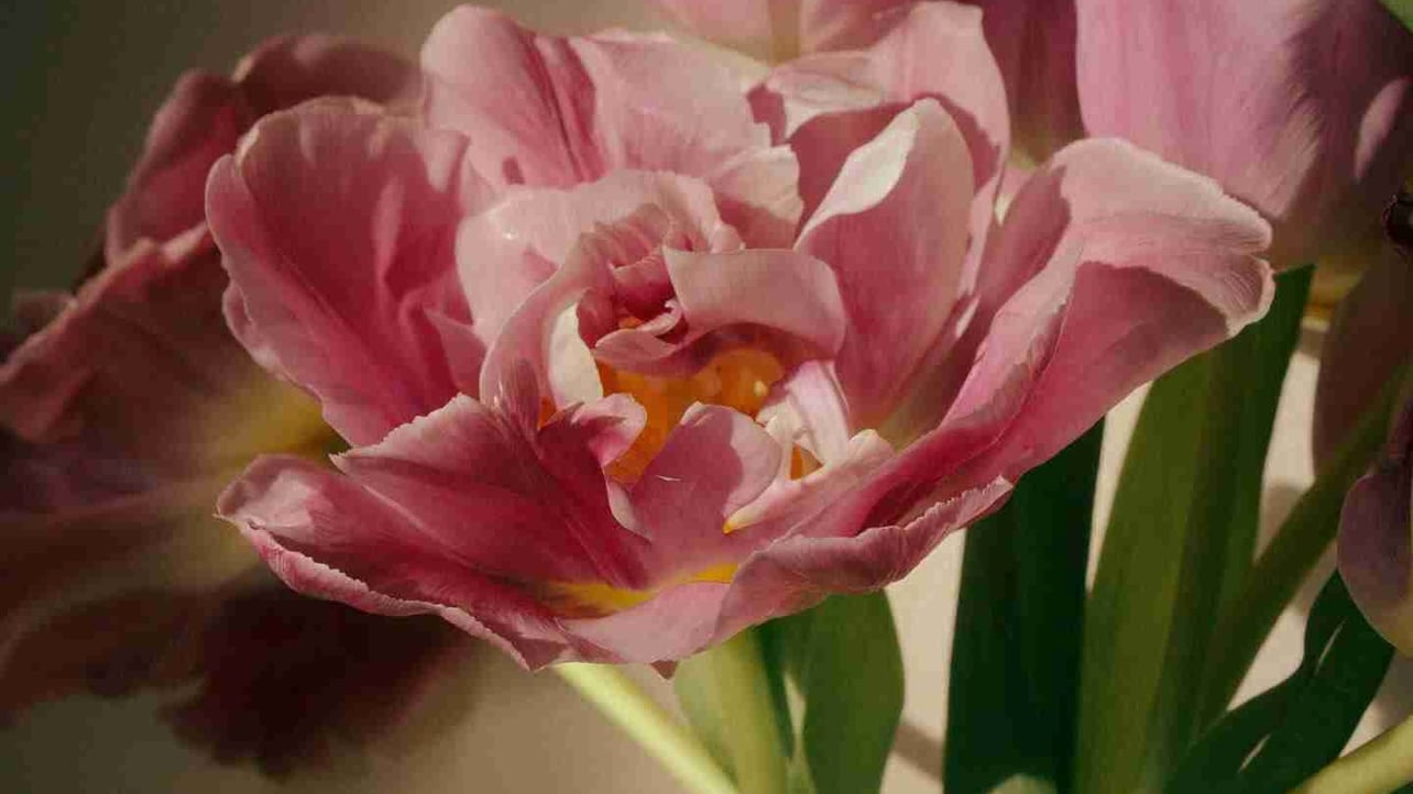 Sasha (harmonys.lens) Lens social identity (.lens handle) PFP