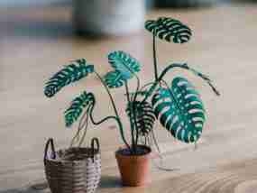 112233blum.base.eth Basenames (.base.eth domains) based on ENS PFP