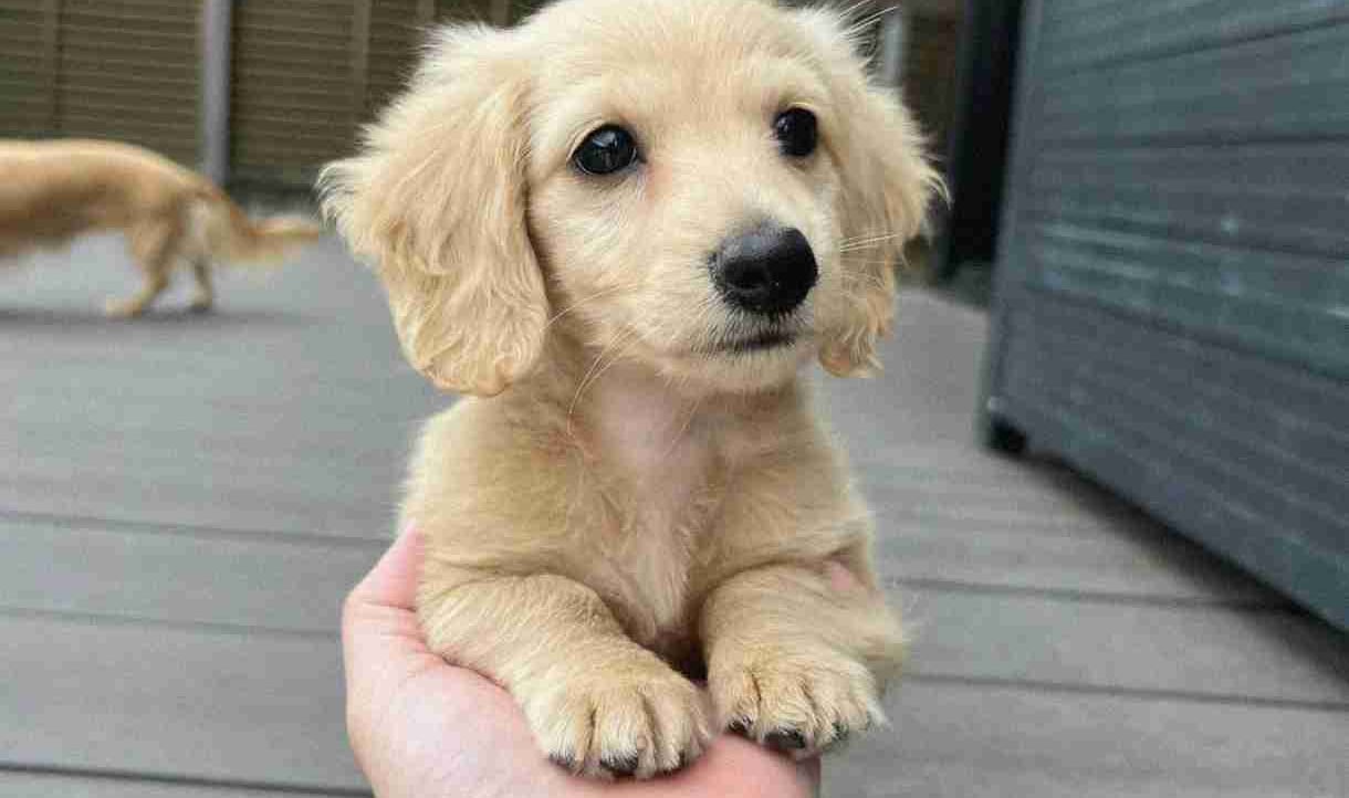 Step (stepaniss) Farcaster social identity (Fname handle) PFP