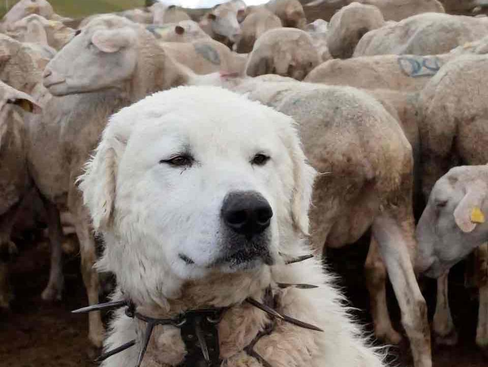 afzal143.lens Lens social identity (.lens handle) PFP