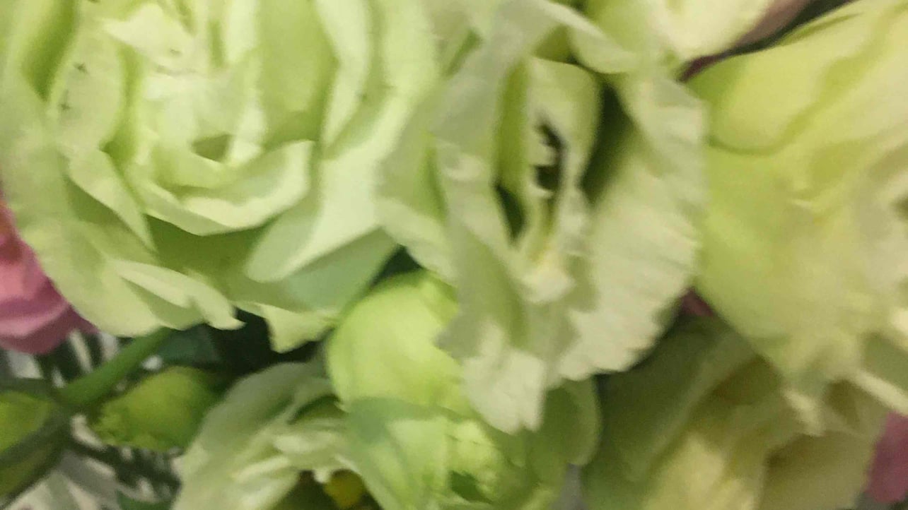 linza.lens Lens social identity (.lens handle) PFP