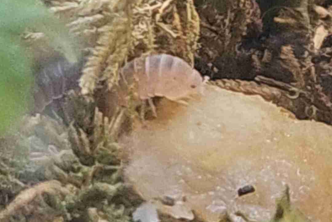 Morgam (morgam) Farcaster social identity (Fname handle) PFP