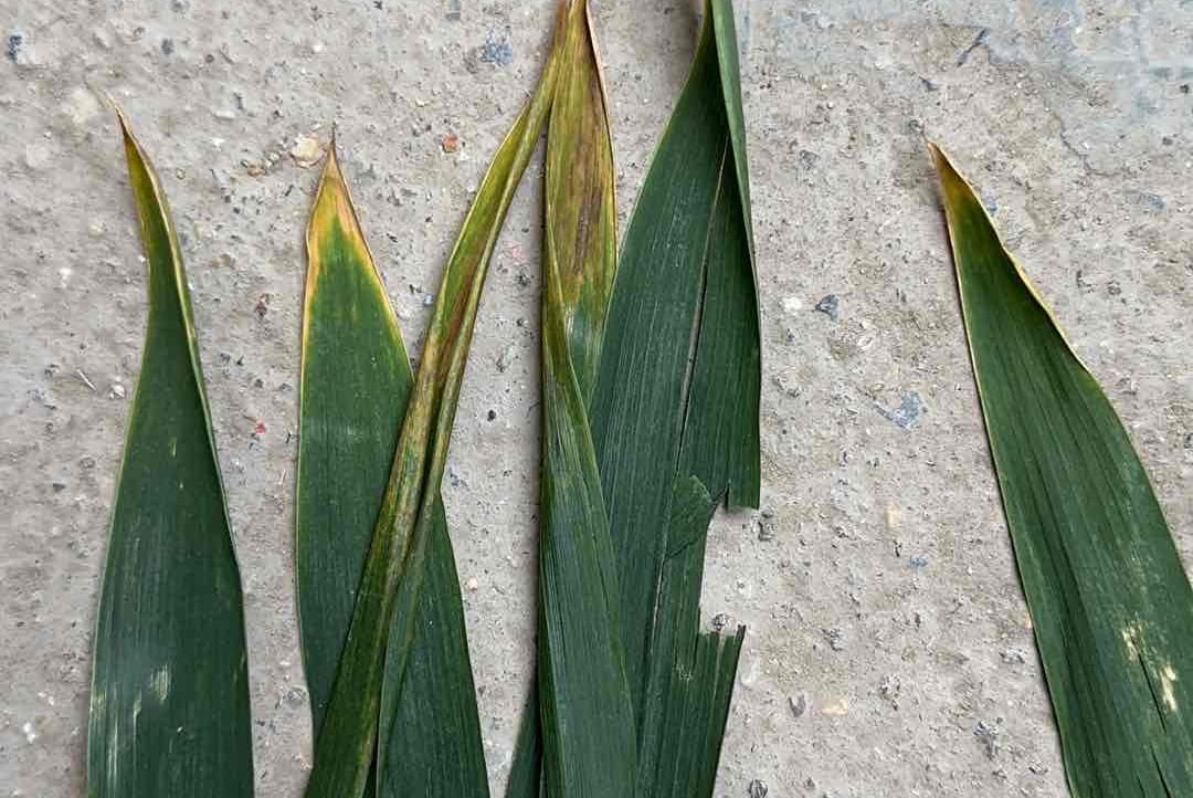 co (forxcj.lens) Lens social identity (.lens handle) PFP