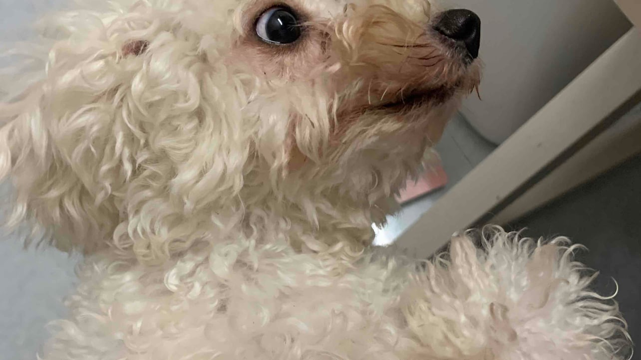 quocdat (quocdat0208.lens) Lens social identity (.lens handle) PFP