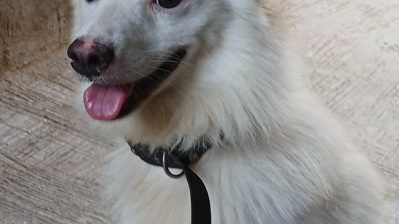 smartcare (smartknight.lens) Lens social identity (.lens handle) PFP