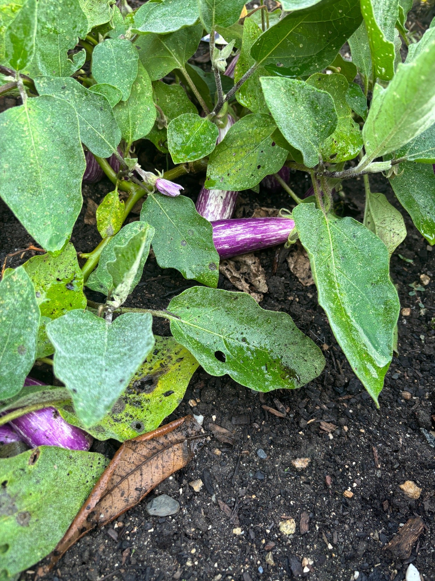 Embed from @adrienne