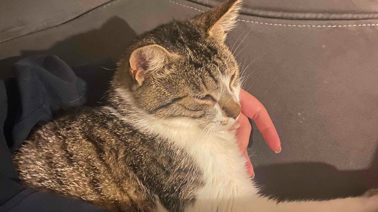 ali (cante.lens) Lens social identity (.lens handle) PFP