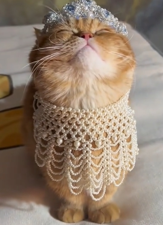 Ziggy The Kitty