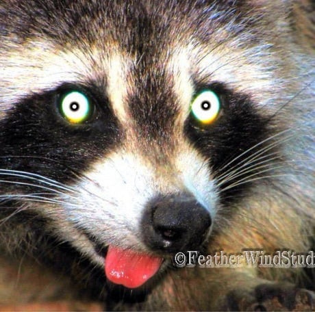 zoo pfp