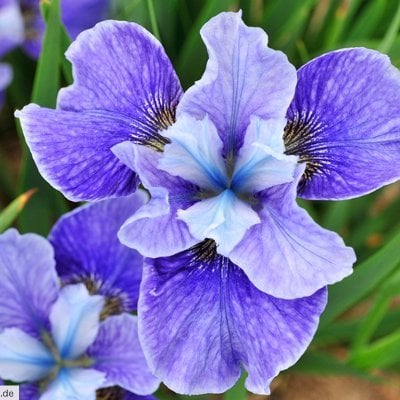 Iriska ❤️ Memecoin