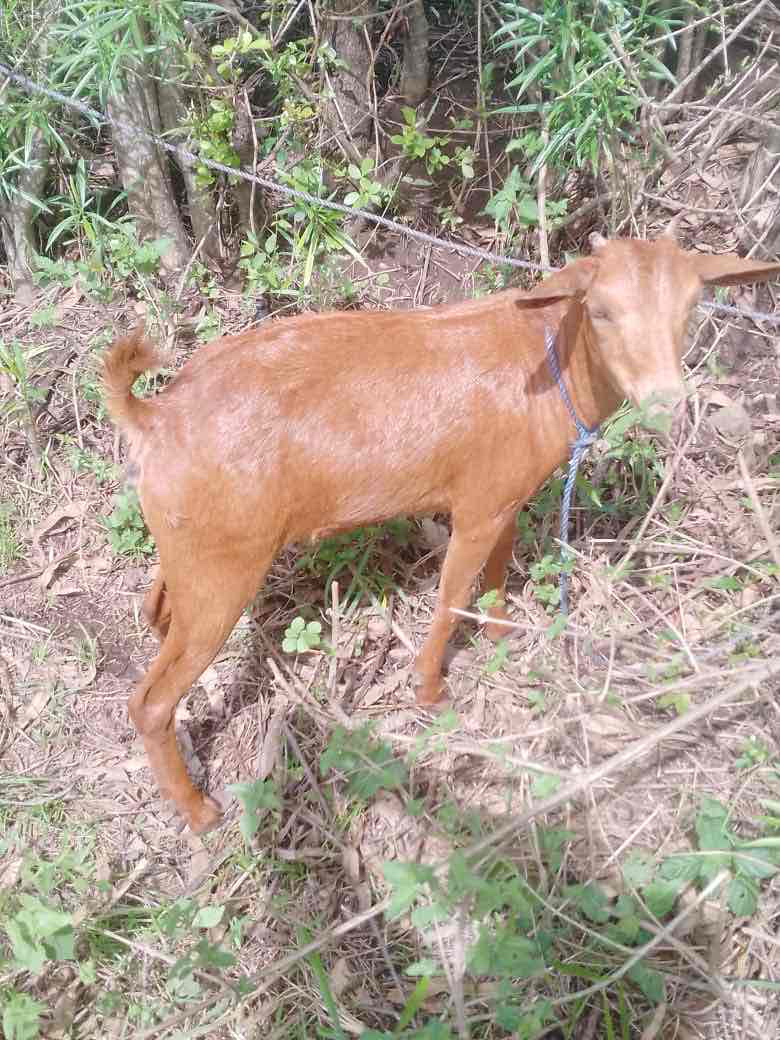 HIGHER Goat