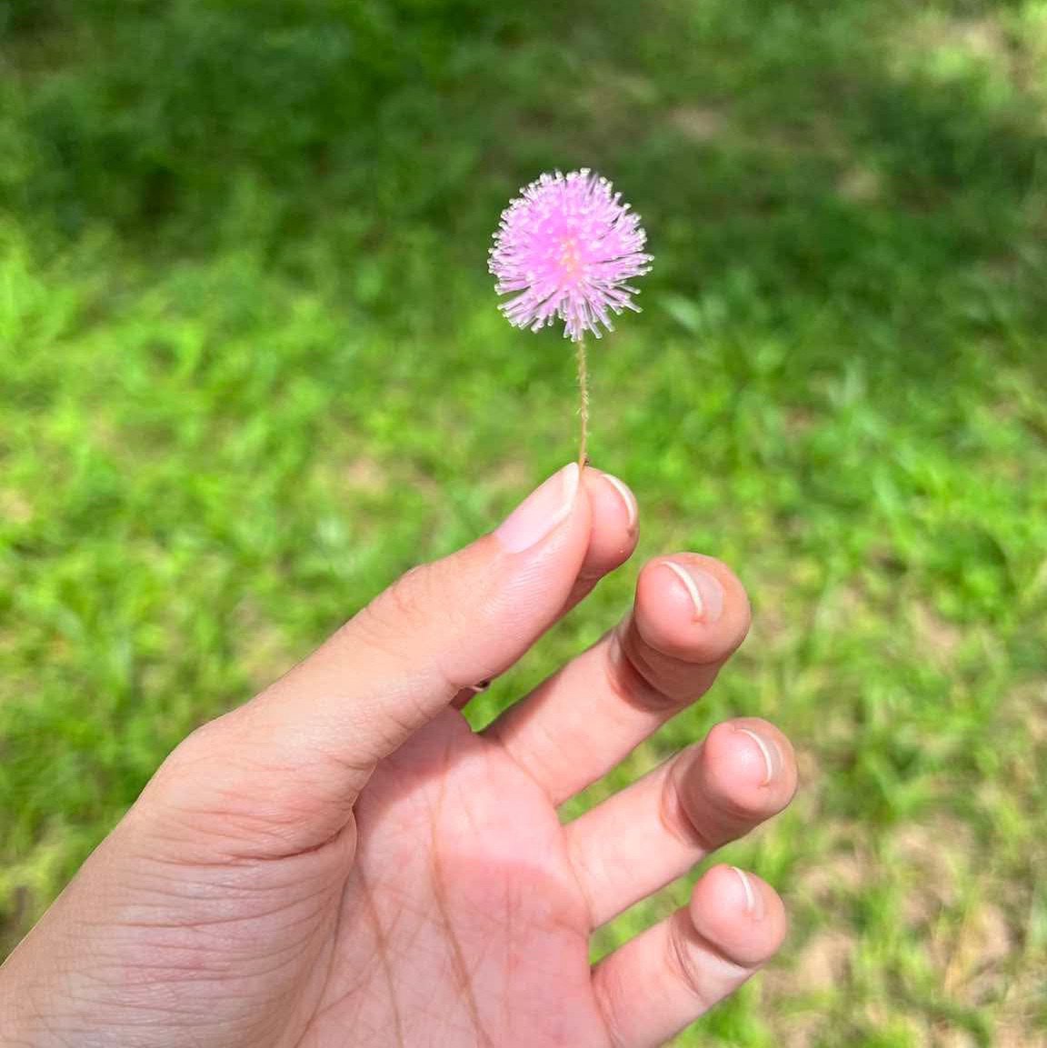 nature pfp