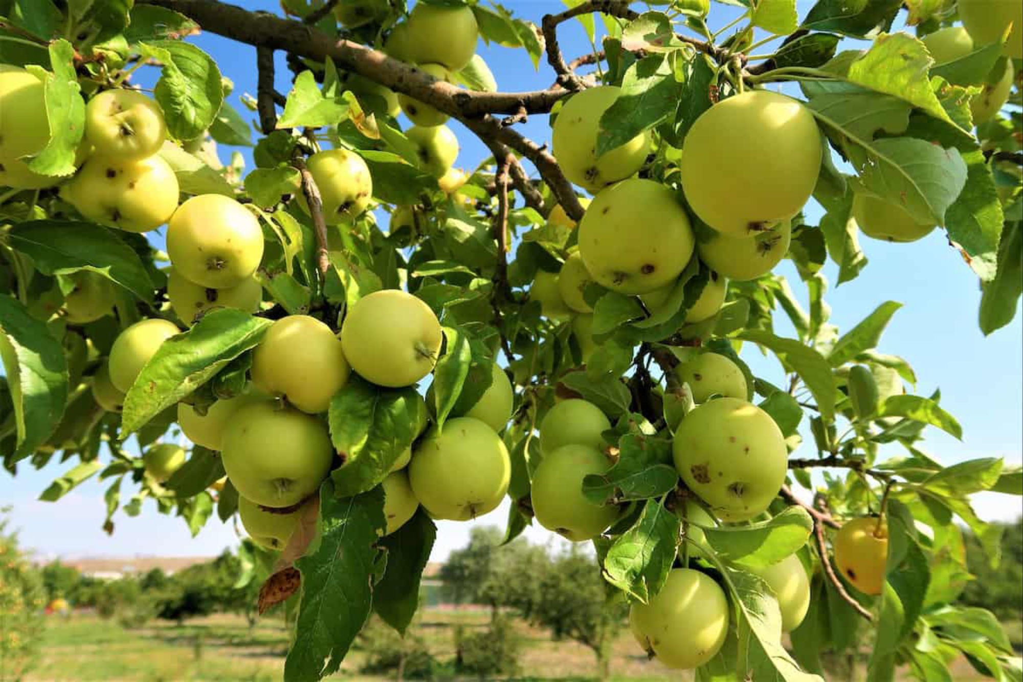 Fruit Of The Day –

Green Apple:
The Crisp Refreshing Cleanser
Tart, crunchy, and full of freshness, green apples are nature’s detox delight. They’re packed with Vitamin C, potassium, fiber, and flavonoids that help cleanse the liver, improve metabolism, and boost immunity. Their high fiber content supports healthy digestion, while antioxidants protect the skin and reduce the signs of aging. Green apples are also lower in sugar compared to red ones, making them perfect for maintaining weight and balancing blood sugar. Each crisp bite refreshes the body, clears the mind, and energizes the spirit, a true fruit of freshness and renewal.