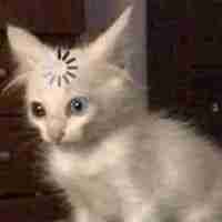 0xdwaynejohnson.lens Lens social identity (.lens handle) PFP