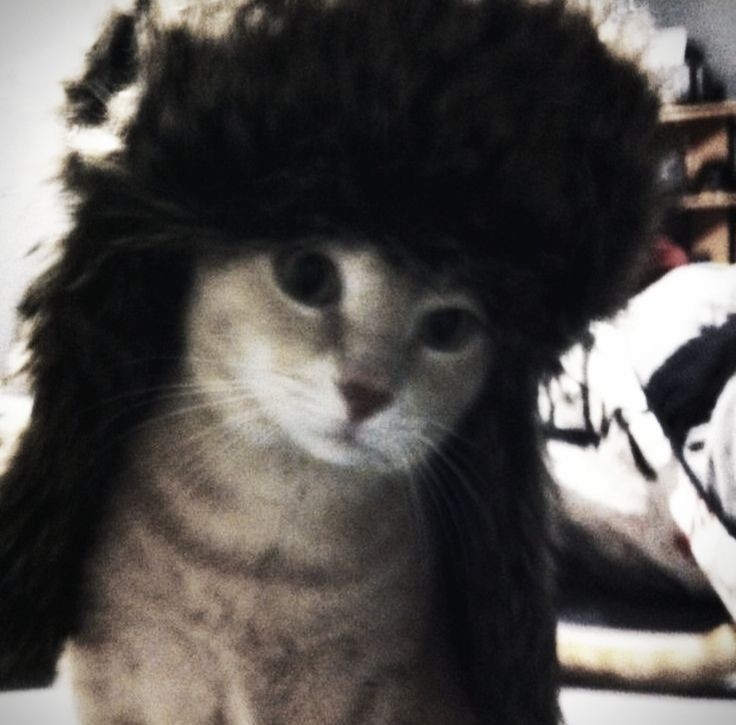 LONG HAIR CAT
