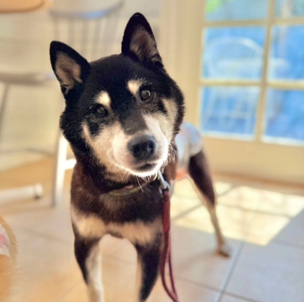 Boost Infinite Glitch