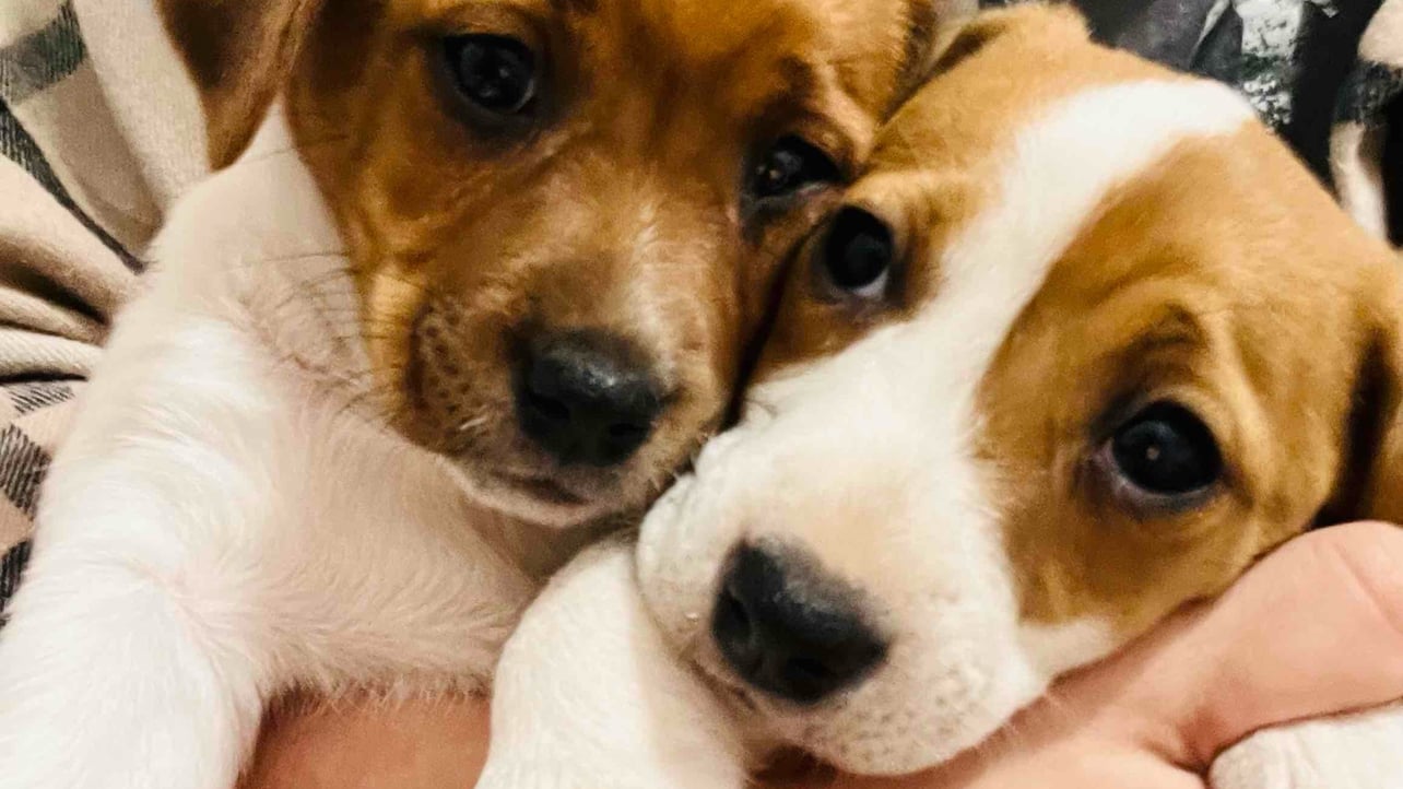 Cristian (leinardolife) Farcaster social identity (Fname handle) PFP