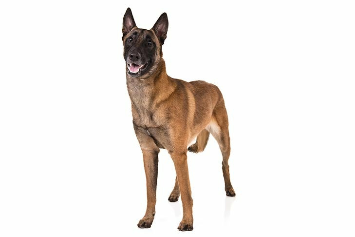 CZ Dogs