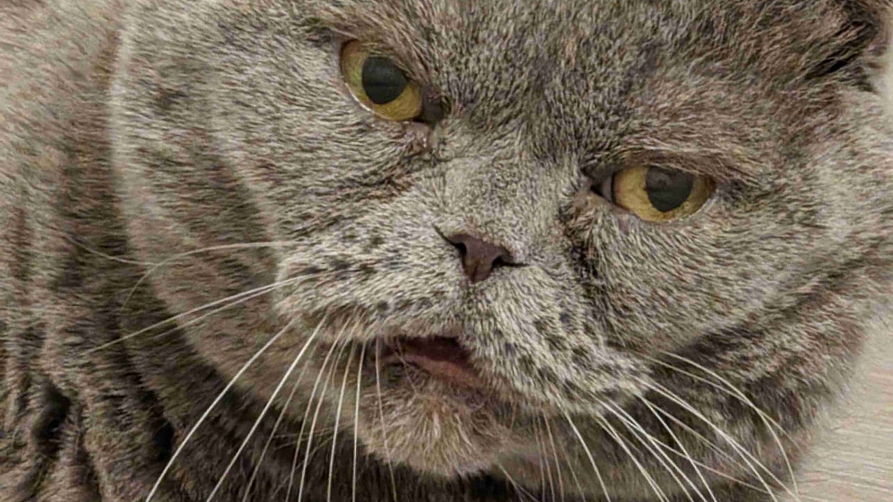 Andrey (shishanio) Farcaster social identity (Fname handle) PFP