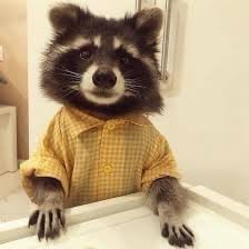 zoo pfp