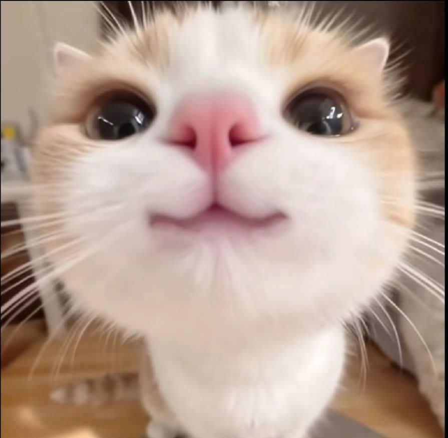Catonbase Create