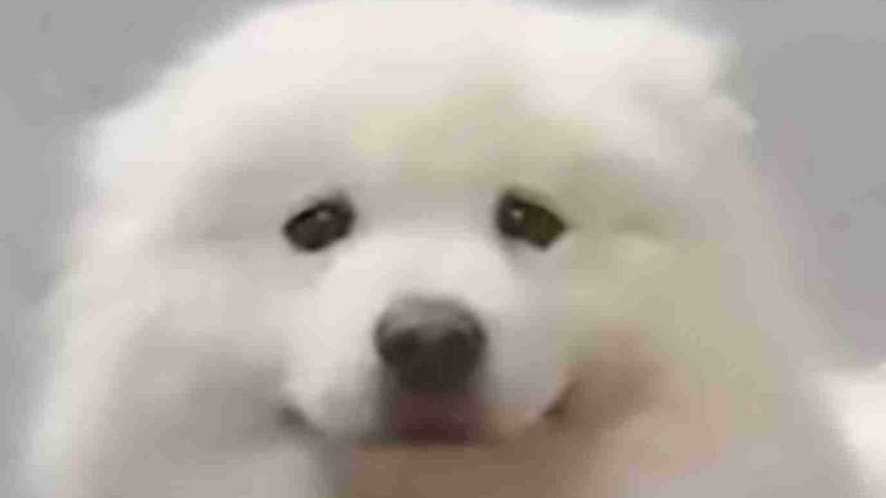 grindgrind pfp