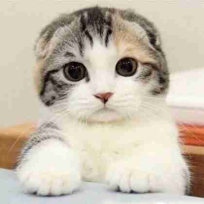 fr (dsrewrwrw) Farcaster social identity (Fname handle) PFP