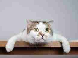 colly Farcaster social identity (Fname handle) PFP