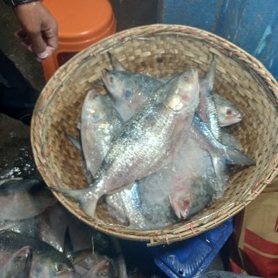 Amir (numan16951) Farcaster social identity (Fname handle) PFP