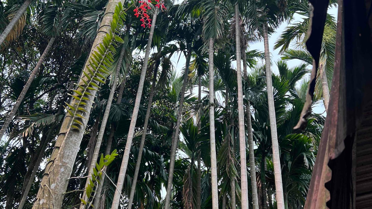 Nghia (nghia123.lens) Lens social identity (.lens handle) PFP