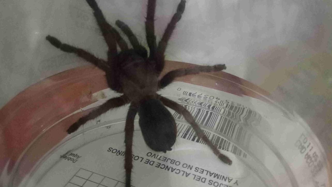 jobias1310.base.eth Basenames (.base.eth domains) based on ENS PFP