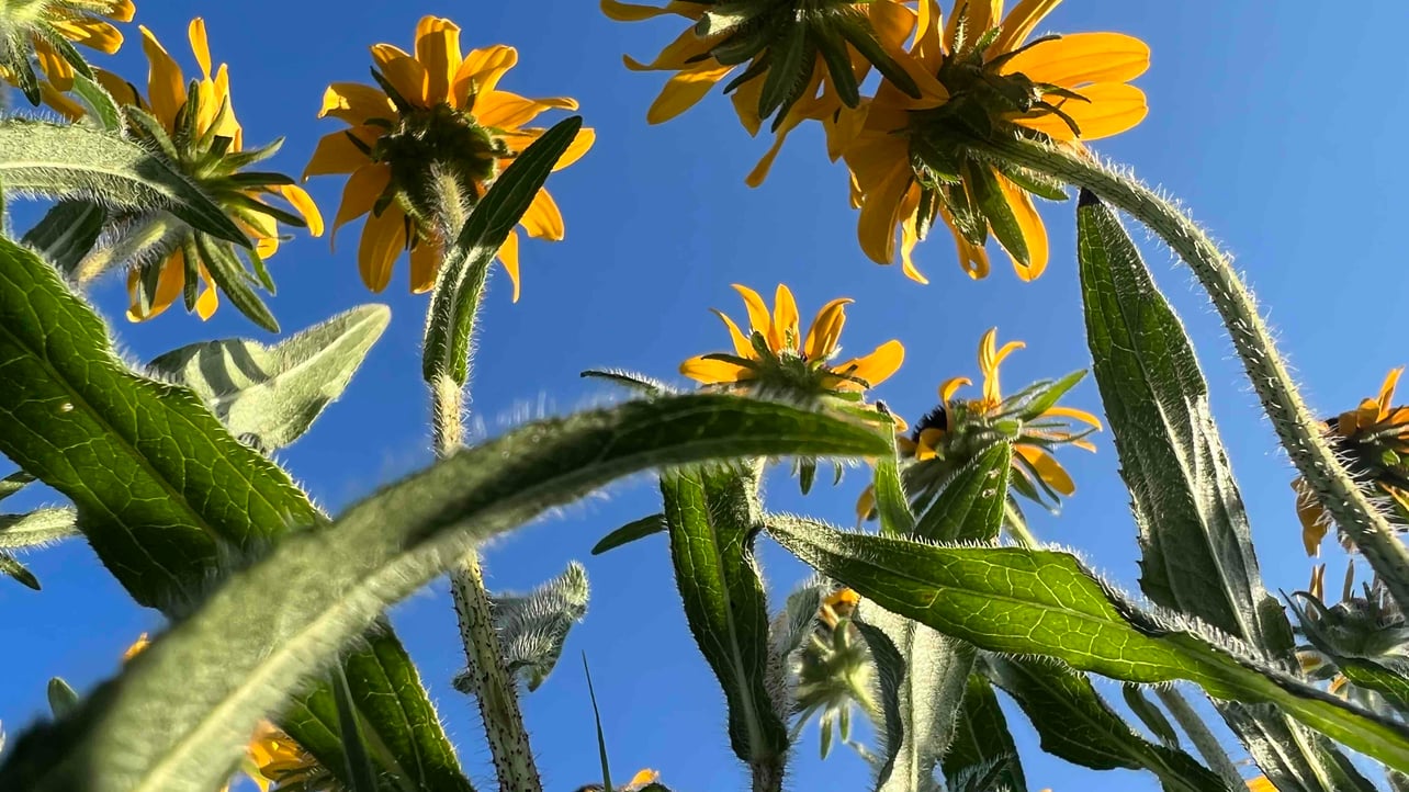 Gege (gege310022) Farcaster social identity (Fname handle) PFP