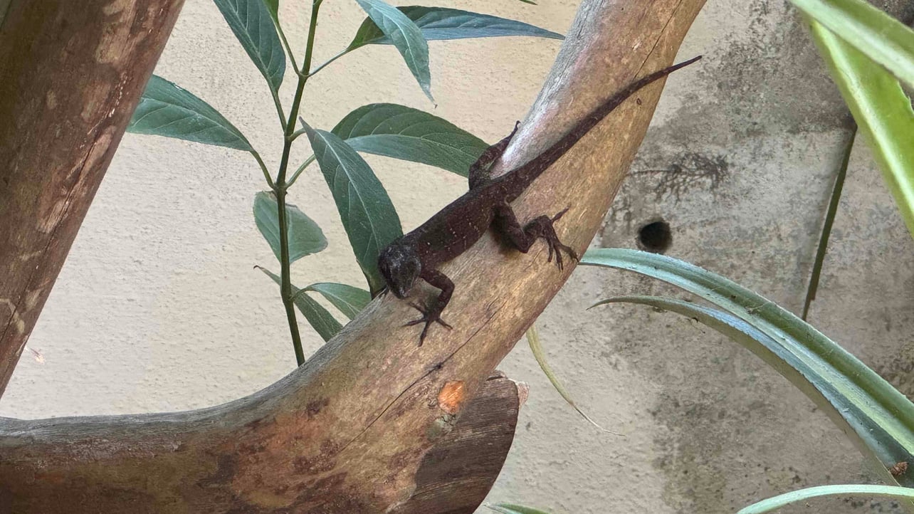 Joost (jeustie) Farcaster social identity (Fname handle) PFP