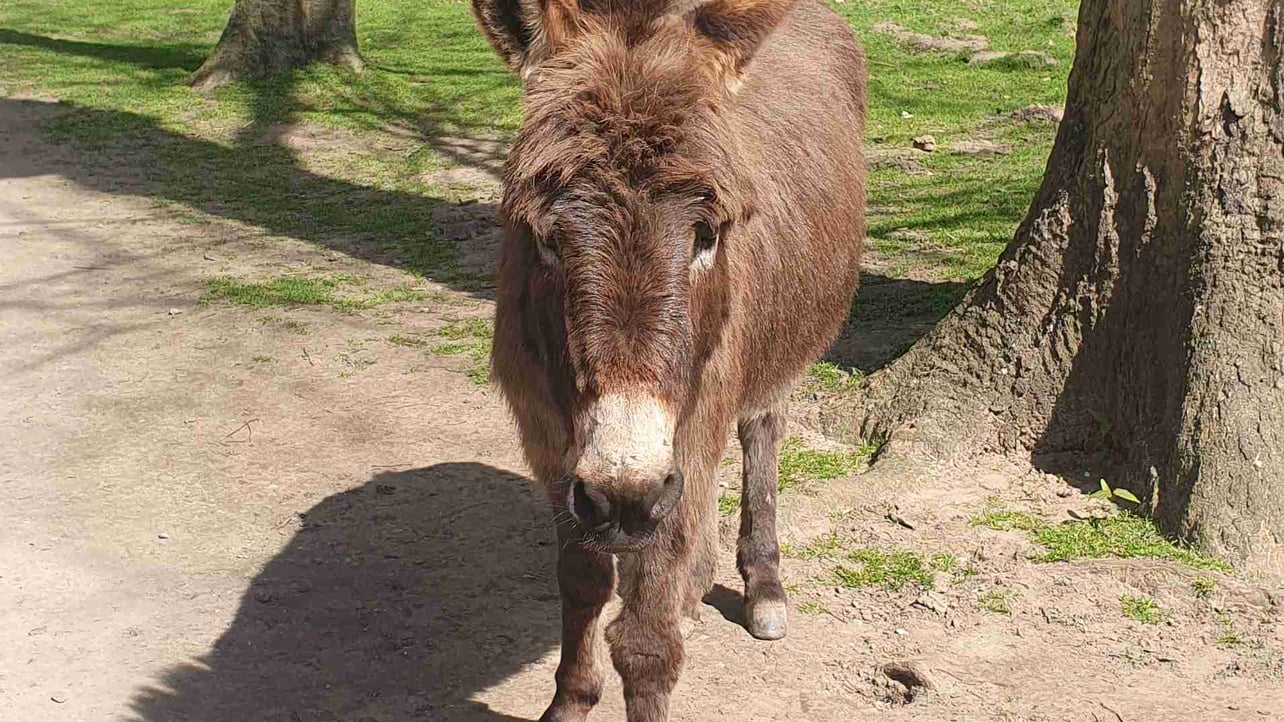 MrCastle (mrcastle.lens) Lens social identity (.lens handle) PFP